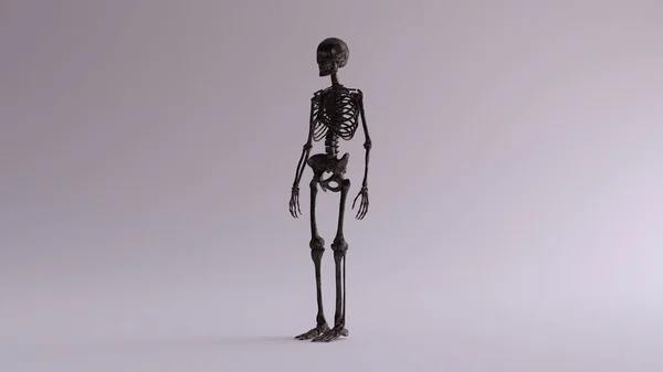 Black Iron Skeletal System Anatomical Model 3 Quarter Front Left View 3d illustration 3d render