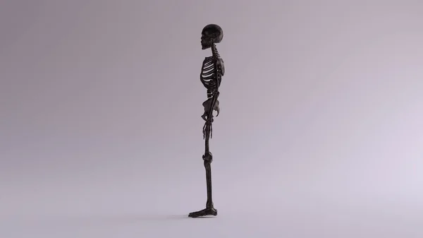 Zwarte Ijzeren Skelet Systeem Anatomische Model Links View Illustratie Renderen — Stockfoto