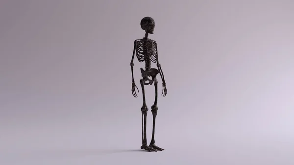 黑色铁骨骼系统解剖模型 季度右前视图 — 图库照片