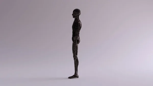 黑色铁 Ecorche 半骨骼系统半肌肉系统解剖模型左视图 — 图库照片