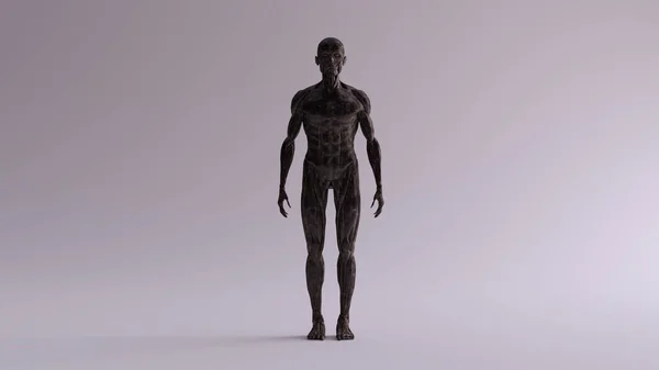 ブラックアイアンエコーシュマッスルと骨格系解剖モデルフロントビュー3Dイラスト3Dレンダー — ストック写真