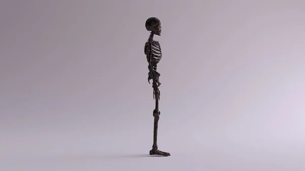 Black Iron Skeletal System Anatomical Model Right View 3d illustration 3d render — Stock Image Black Iron Skeletal System Anatomical Model Right View Illustration Render Royalty Free Stock Photos