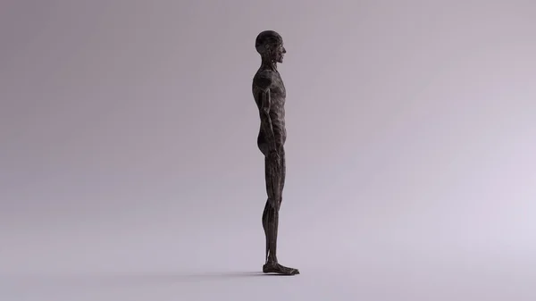 Black Iron Ecorche Half Skeletal System Half Muscle System Anatomical Model Right View 3d illustration 3d render — Stock Image Black Iron Ecorche Half Skeletal System Half Muscle System Anatomical Stock Image
