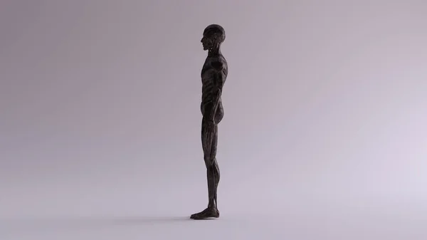 Black Iron Ecorche Muscle and Skeletal System Anatomical Model Left View 3d illustration 3d render — Stock Image Black Iron Ecorche Muscle Skeletal System Anatomical Model Left View Stock Picture