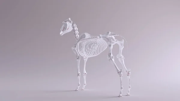 Horse Skeletal System Anatomical Model Quarter Rear Left View Illustration — Stok Foto