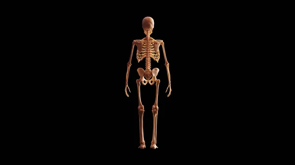Kości Szkieletowych System Anatomiczny Model Powrotem Widok Ilustracja Render — Zdjęcie stockowe