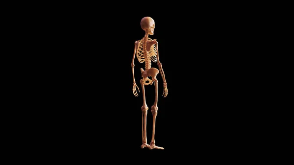 Kemik Skelet Sistemi Anatomik Model Çeyrek Arka Sağ Görünüm Illüstrasyon — Stok fotoğraf