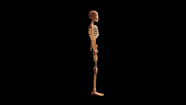 Anatomický Model Pravé Kostní Skeletální Zobrazení Ilustrace Vykreslení — Stock fotografie