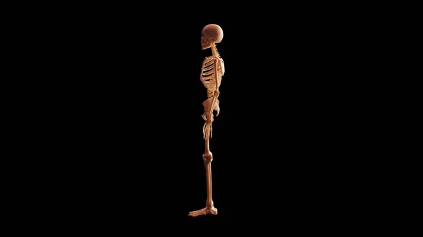 Bone Skeletal System Anatomical Model Left View 3d illustration 3d render — Stock Image Bone Skeletal System Anatomical Model Left View Illustration Render Royalty Free Stock Images