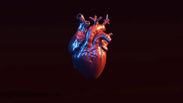 解剖心脏 — 图库照片