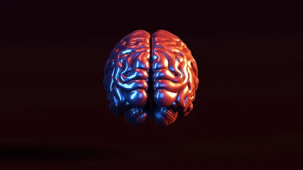 Bronz Anatomical Brain Top Ilustrație Render — Fotografie, imagine de stoc