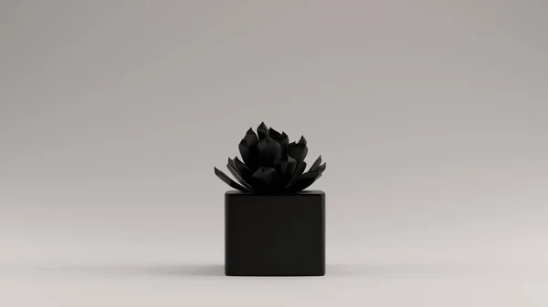 Black Succulent Ілюстрація Рендеринга — стокове фото