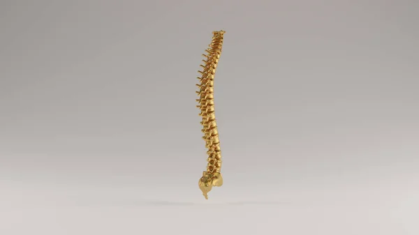 Gold Spine Vertebrae Backbone Quarter View Ilustração Renderização — Fotografia de Stock