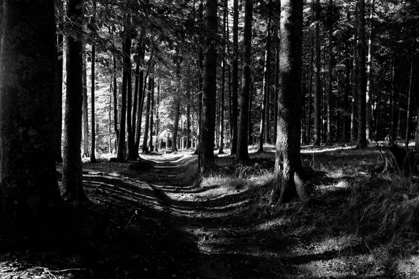 Δάσος Μονοπάτι Μονοπάτι Δέντρα Μαύρο Και Άσπρο Φωτογραφία Σλοβενία Φύση — Φωτογραφία Αρχείου