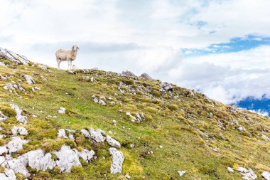Beyaz koyun ayakta Dağ Zirvesi yamaç, kamera poz. Velika Raduha dağ sırtı, rota backpacking Slovenya seyahat. Europe Turizm hedefleri.