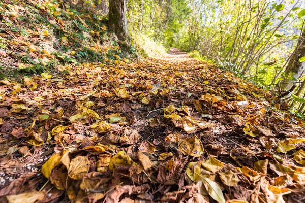 Kolorowych Liści Jesienią Liści Zbliżenie Lane Leśną Słoneczny Dzień Podróży — Zdjęcie stockowe