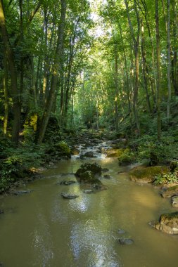 Gerence creek Bakony dağlarda, Macaristan.