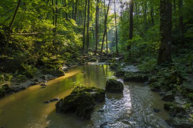 Gerence creek Bakony dağlarda, Macaristan.