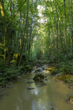Gerence creek Bakony dağlarda, Macaristan.