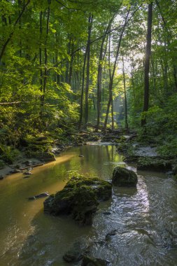 Gerence creek Bakony dağlarda, Macaristan.