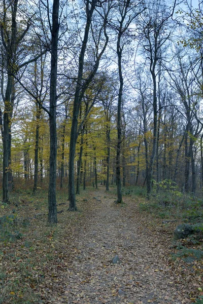 Pilis Skogen Vid Dobogoko Ungern — Stockfoto