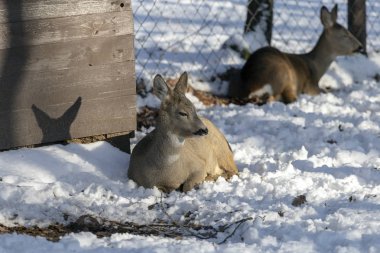 Macaristan'da Budakeszi Hayvanat Bahçesi'nde Batı karaca.