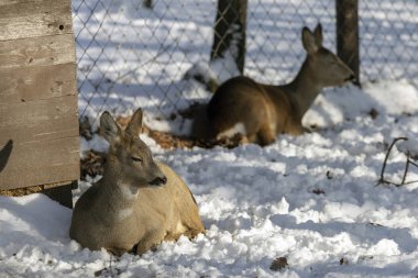 Macaristan'da Budakeszi Hayvanat Bahçesi'nde Batı karaca.