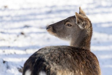 Macaristan'da Budakeszi Hayvanat Bahçesi'nde Batı karaca.