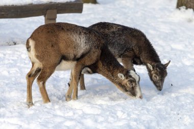 Budakeszi Hayvanat Bahçesi Macaristan keçi.