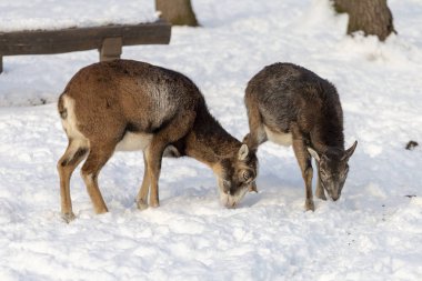 Budakeszi Hayvanat Bahçesi Macaristan keçi.