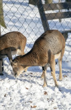 Budakeszi Hayvanat Bahçesi Macaristan keçi.