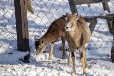 Budakeszi Hayvanat Bahçesi Macaristan keçi.