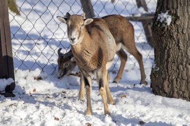Budakeszi Hayvanat Bahçesi Macaristan keçi.