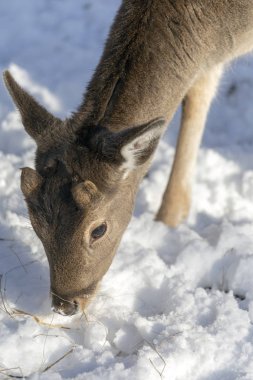Budakeszi Hayvanat Bahçesi Macaristan keçi.