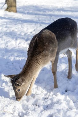 Macaristan'da Budakeszi Hayvanat Bahçesi'nde Batı karaca.