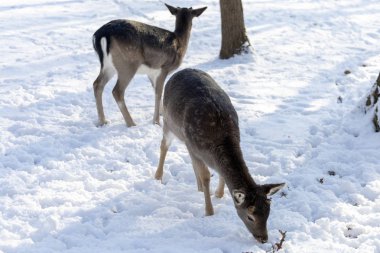 Macaristan'da Budakeszi Hayvanat Bahçesi'nde Batı karaca.