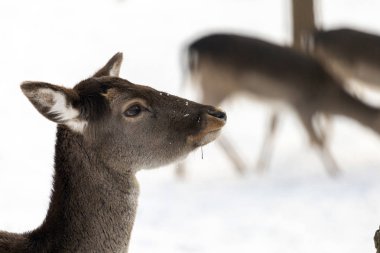 Macaristan'da Budakeszi Hayvanat Bahçesi'nde Batı karaca.