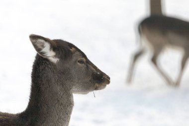 Macaristan'da Budakeszi Hayvanat Bahçesi'nde Batı karaca.