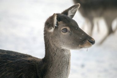 Macaristan'da Budakeszi Hayvanat Bahçesi'nde Batı karaca.