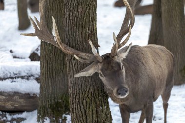 Macaristan'da Budakeszi Hayvanat Bahçesi'nde Batı karaca.
