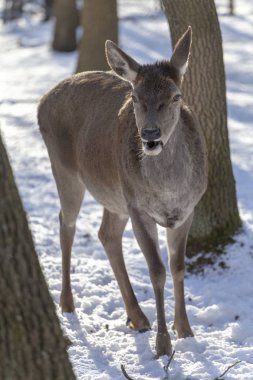 Macaristan'da Budakeszi Hayvanat Bahçesi'nde Batı karaca.