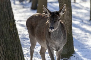 Macaristan'da Budakeszi Hayvanat Bahçesi'nde Batı karaca.