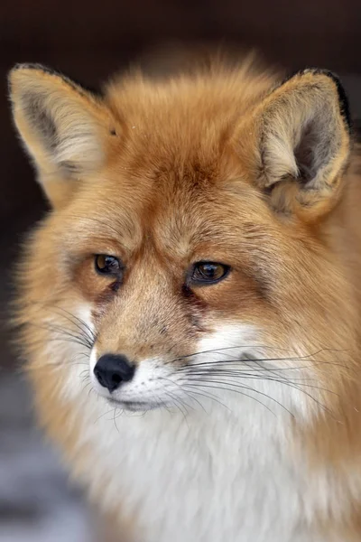 Red Fox Zoo Budakeszi Węgry — Zdjęcie stockowe