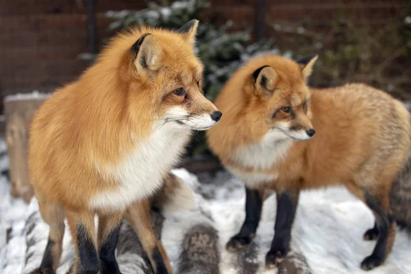 Κόκκινη Αλεπού Στο Ζωολογικό Κήπο Budakeszi Στην Ουγγαρία — Φωτογραφία Αρχείου