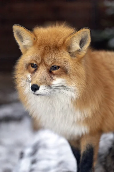 Red Fox Zoo Budakeszi Węgry — Zdjęcie stockowe