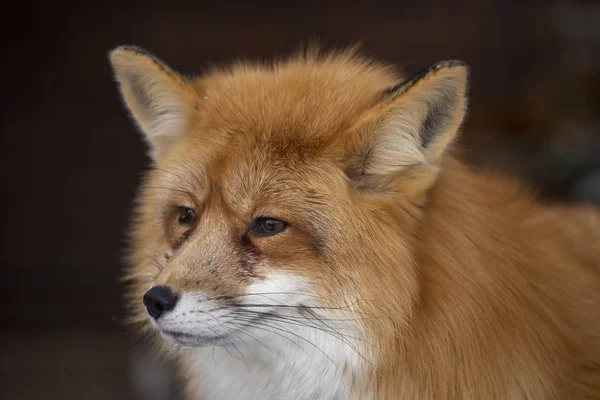 Κόκκινη Αλεπού Στο Ζωολογικό Κήπο Budakeszi Στην Ουγγαρία — Φωτογραφία Αρχείου
