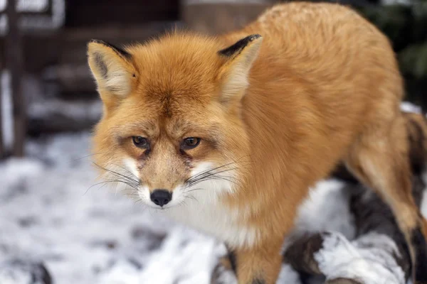 Red Fox Zoo Budakeszi Węgry — Zdjęcie stockowe