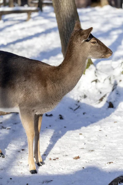 Macaristan'da Budakeszi Hayvanat Bahçesi'nde Batı karaca.