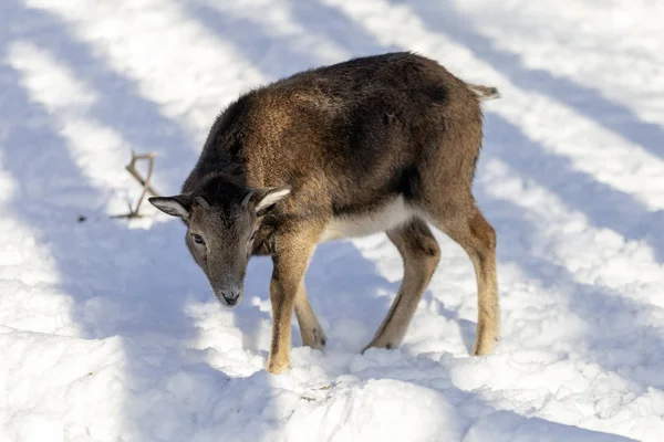 Budakeszi Hayvanat Bahçesi Macaristan keçi.