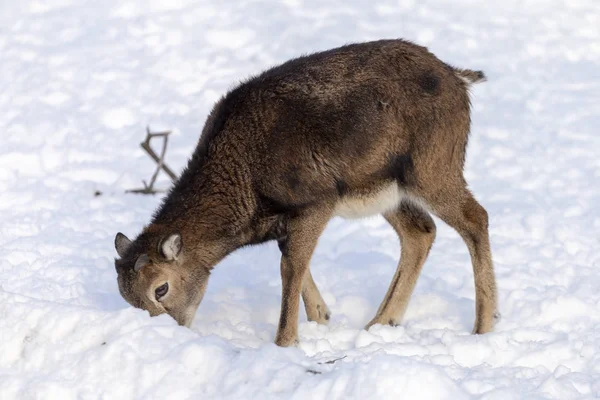 Budakeszi Hayvanat Bahçesi Macaristan keçi.